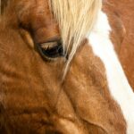 Check out our laid-back collection of horse photos! Find everything from horses chilling in the fields to those calmly grazing away. Perfect for adding a touch of tranquility to your projects or just enjoying some serene horse vibes., a close up of a brown and white horse
