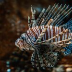 This Lionfish is a venomous marine fish that has bands on its spiky fins., brown and black fish