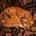 , a cat is curled up on a plaid blanket