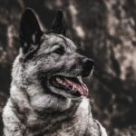 Norwegian Elkhound "Mira", a dog with its mouth open
