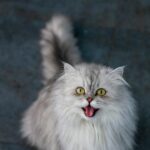 domestic cat, white and gray long fur cat