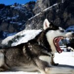 Yawning husky on snow, Siberian husky on snow field