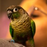 A green cheek conure, green bird on gray textile