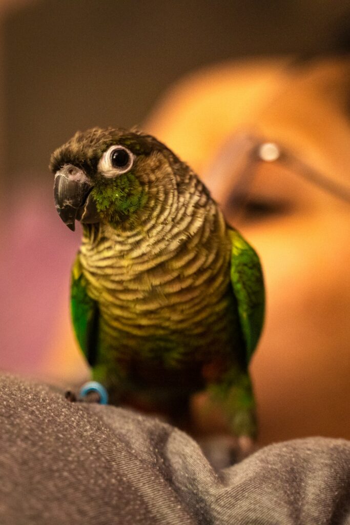 230+ Conure Names