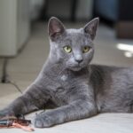 , russian blue cat lying on brown wooden table