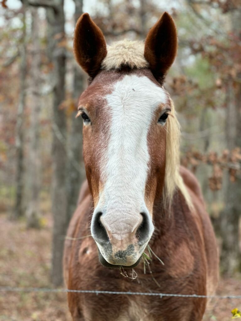 230+ Country Horse Names