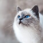 Startled blue-eyed cat, white and gray cat