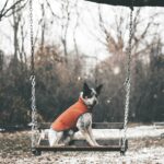 , white and black dog swinging