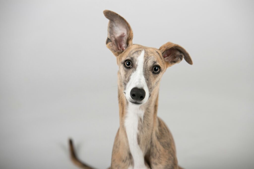 280+ Italian Greyhound Names