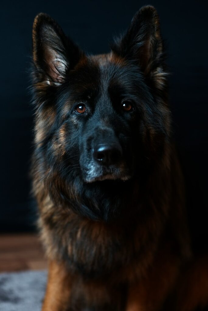 240+ Dog Names Beginning With E