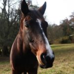 Happy horse, A brown horse standing on top of a lush green field