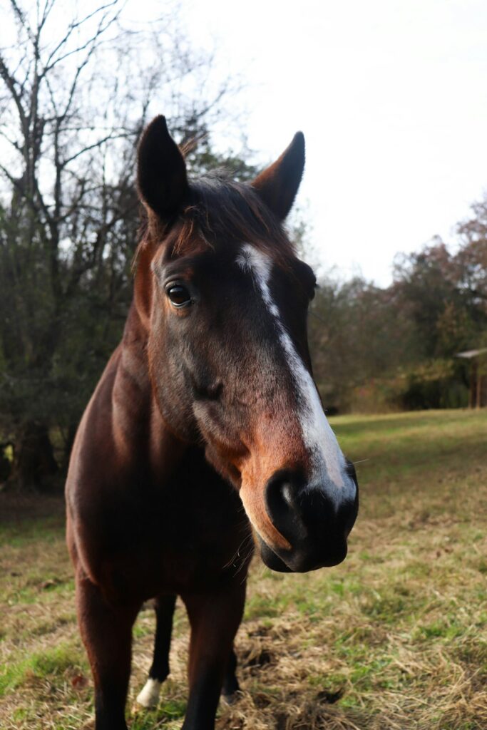 190+ Witty Horse Names