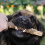 A playful dog grips a sturdy stick in its mouth during an energetic game of tug-of-war with its human. The close-up captures the gleam in the dog’s eyes and the texture of its fur, nose, and teeth with joyful clarity. Surrounded by a softly blurred garden, the image evokes a mood of loyalty, energy, and the pure joy of companionship., a dog holding a stick in its mouth