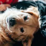 What is up Marley, A dog is laying down on a blanket