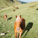 Wild horses in the Catalan Pyrenees, Spain, herd of brown horses eating on green grass hill