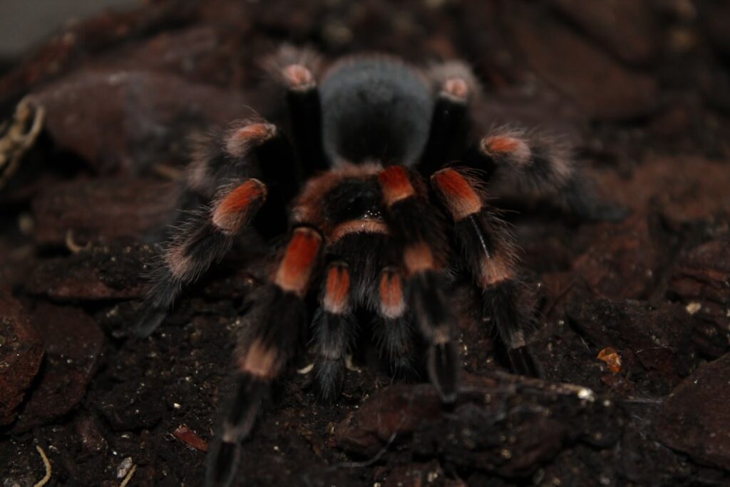 210+ Funny Tarantula Names