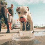 Waiting for a taxi, this pup came up and I could help but give him some water and cookies., man standing near dog