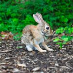 Cute Bunny, brown rabbit near green leafed plant