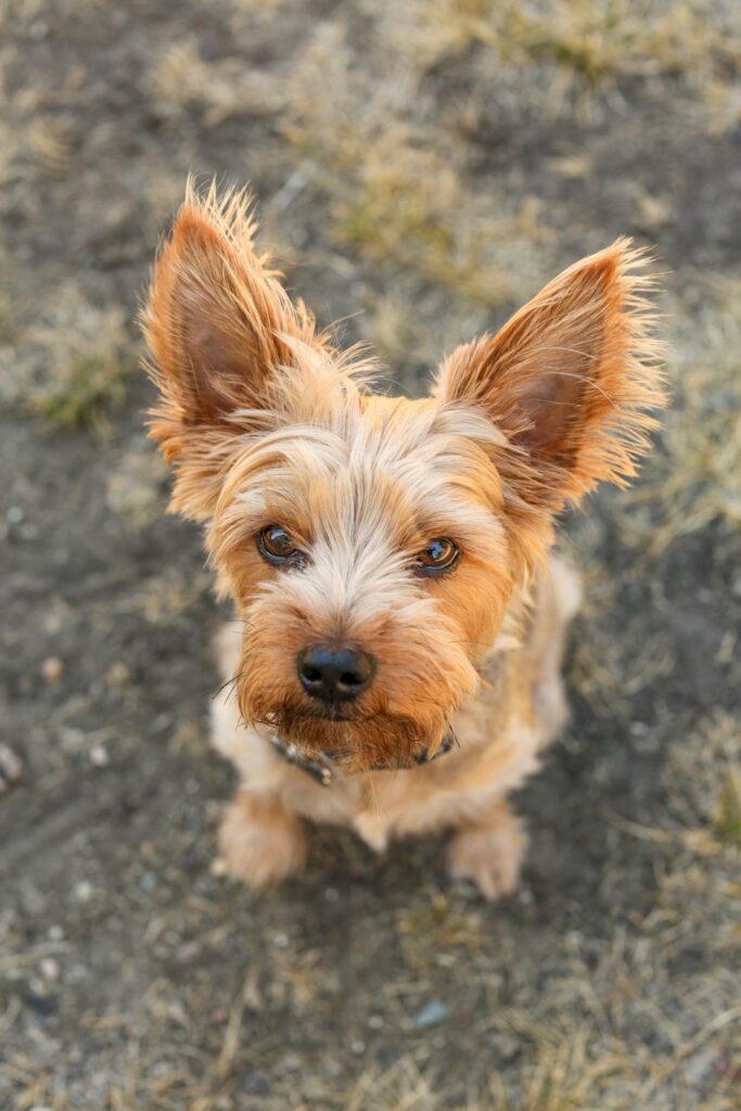 260+ Yorkshire Terrier Names