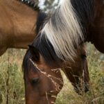 , a couple of brown horses standing next to each other