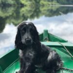 Fly fishing on the Tweed for salmon, unsuccessfully. The dog was less than impressed by my casting...., black dog sitting on boat on body of water