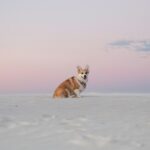 , brown and white dog on snow covered ground during daytime