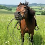 Just riding a horse, and for one moment we stopped, just to Enjoy the moment. He gives me this Awesome smile., brown horse standing on grassland