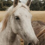 , white horse on brown field during daytime
