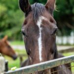 Horse, A brown horse standing next to a fence