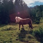 Made with Leica R7 (Year: 1994) and Leica Elmarit-R 2.8 / 28mm (Year: 1978). Film reel: Kodak Ektar 100, brown horse standing on green grass during daytime