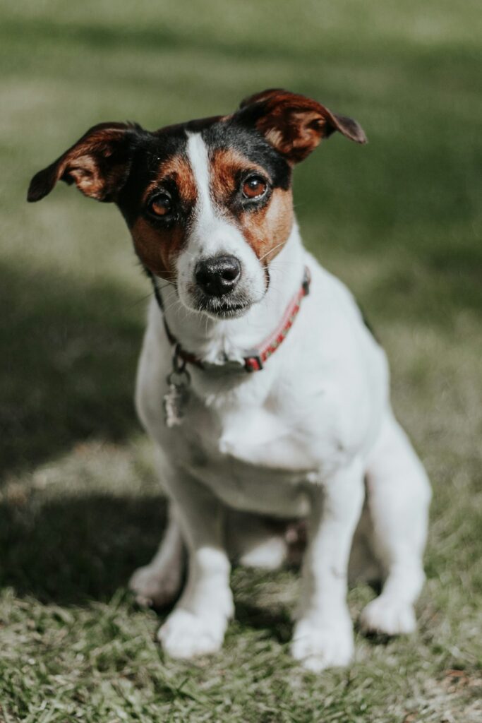 260+ Jack Russell Terrier Names