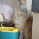 Taken at Cat Cafe Nepal, A cat sitting on the floor next to a bowl of water