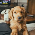, golden retriever puppy on persons lap