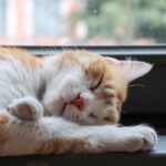 This image on Instagram: https://www.instagram.com/p/By-2dkqHHQY/ Pls contact me before using commercial purposes or distributing..., sleeping orange and white cat by window