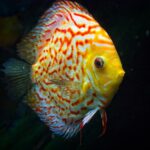 , yellow and white angel fish with black background