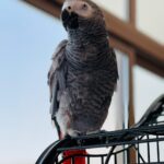 ., gray and black bird on black metal cage