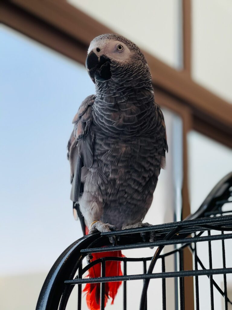 260+ African Grey Parrot Names