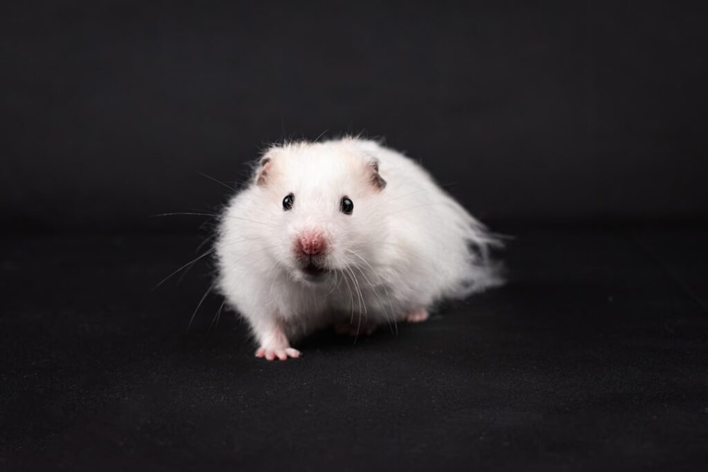230+ Syrian Hamster Names