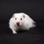 , A white hamster sitting on top of a black surface