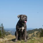 Italian Mastiff Cane Corso happy in the swiss mountains, a black and white dog sitting on top of a grass covered hill