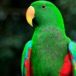 A male Eclectus Parrot showing off. Birdworld Kuranda, Australia., a green parrot with red and blue feathers