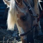 , brown horse on brown grass field during daytime