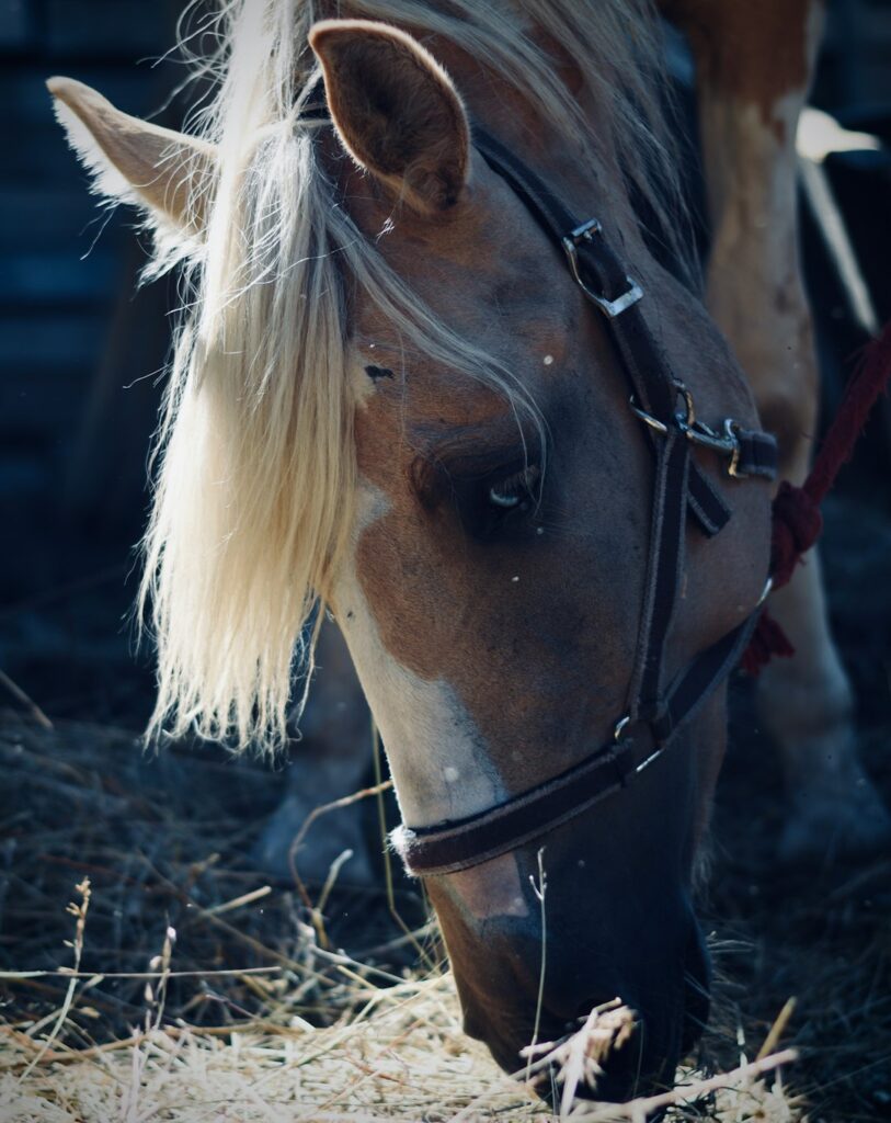 240+ Viking Horse Names