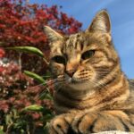 , a cat sitting on top of a rock next to a tree