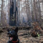 Bee viscously attacking a bug that had flown too close., dog barking in the forest