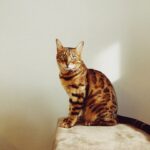 Bengal cat, brown tabby cat on white textile