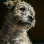 A terrier mix puppy poses for a portrait in the sun., white and brown long coated small dog