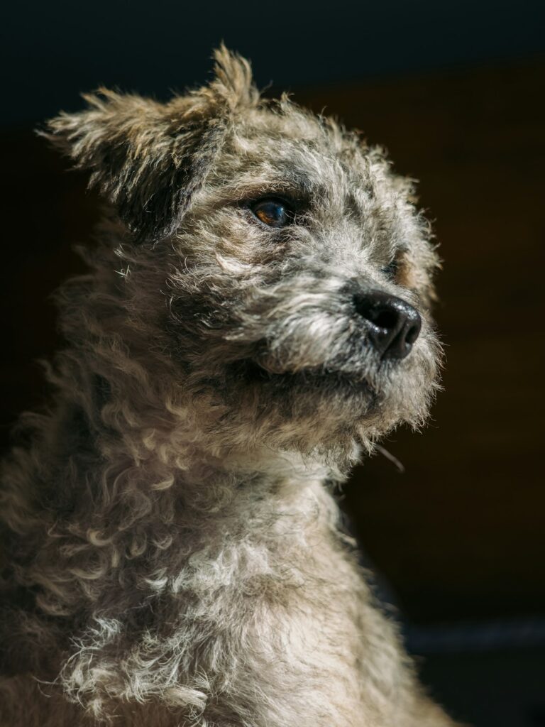 280+ Border Terrier Names