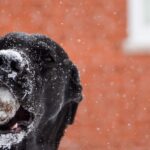 , black labrador retriever on brown concrete floor