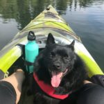 Grizzley, the schipperke kayak dog. , black and white short coat dog on green kayak